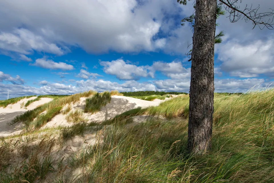 Duinlandschap met helmgras en een hoge den onder een lucht met stapelwolken