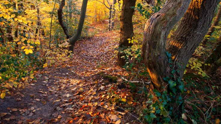 Bospad bedekt met herfstbladeren tussen de stammen en geel blad