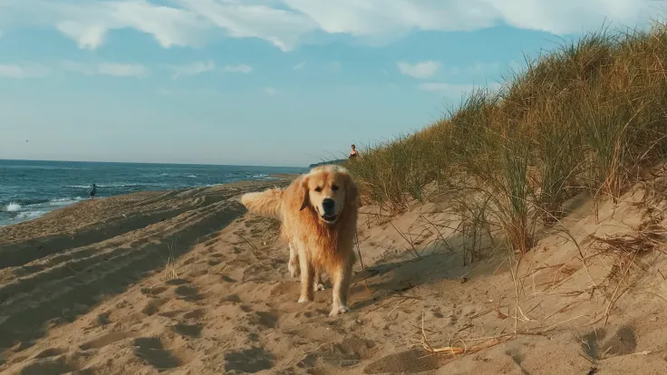 Golden retriever loopt over een zandpad door de duinen met de zee op de achtergrond